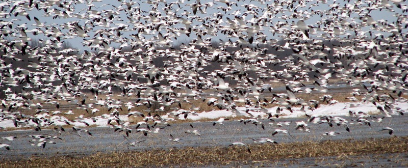 Baie-du-Febvre - Snow geese