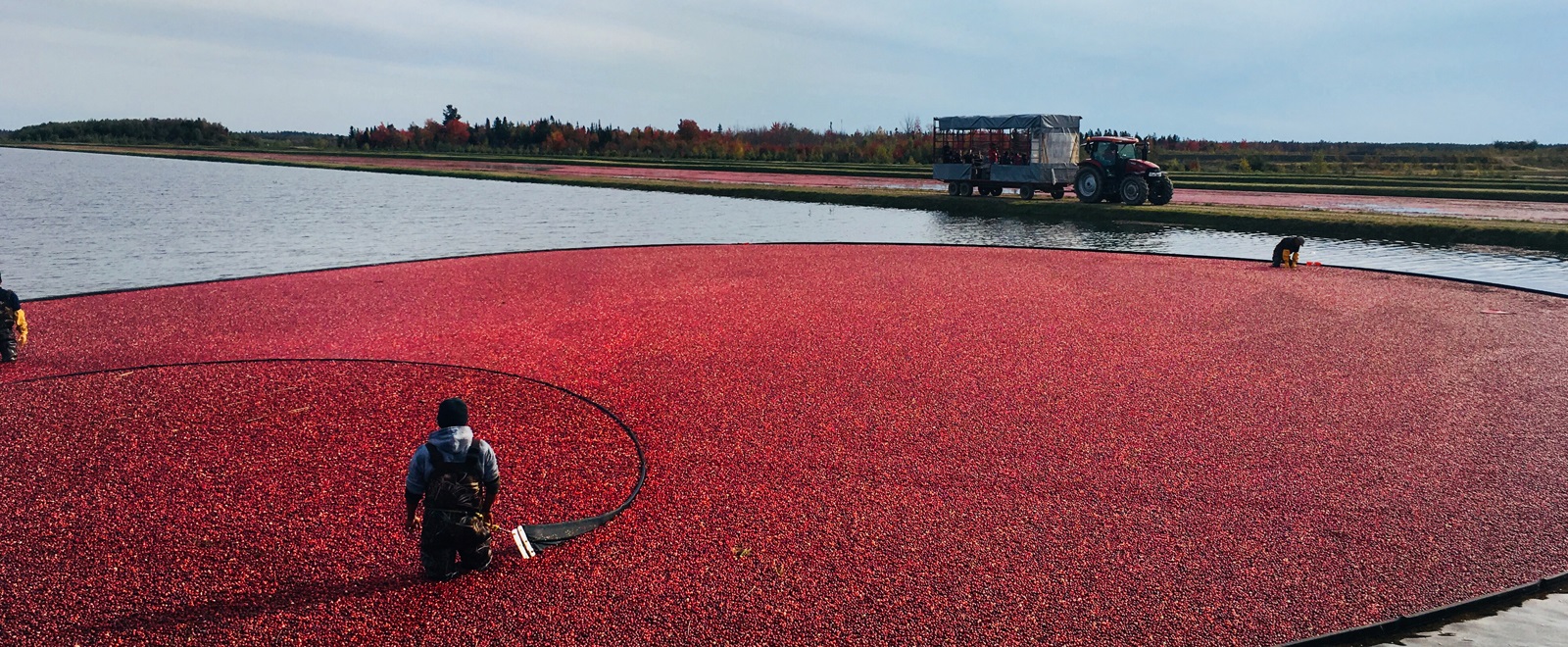 Centre d'interprétation de la canneberge (Canneberge en fête) (Saint