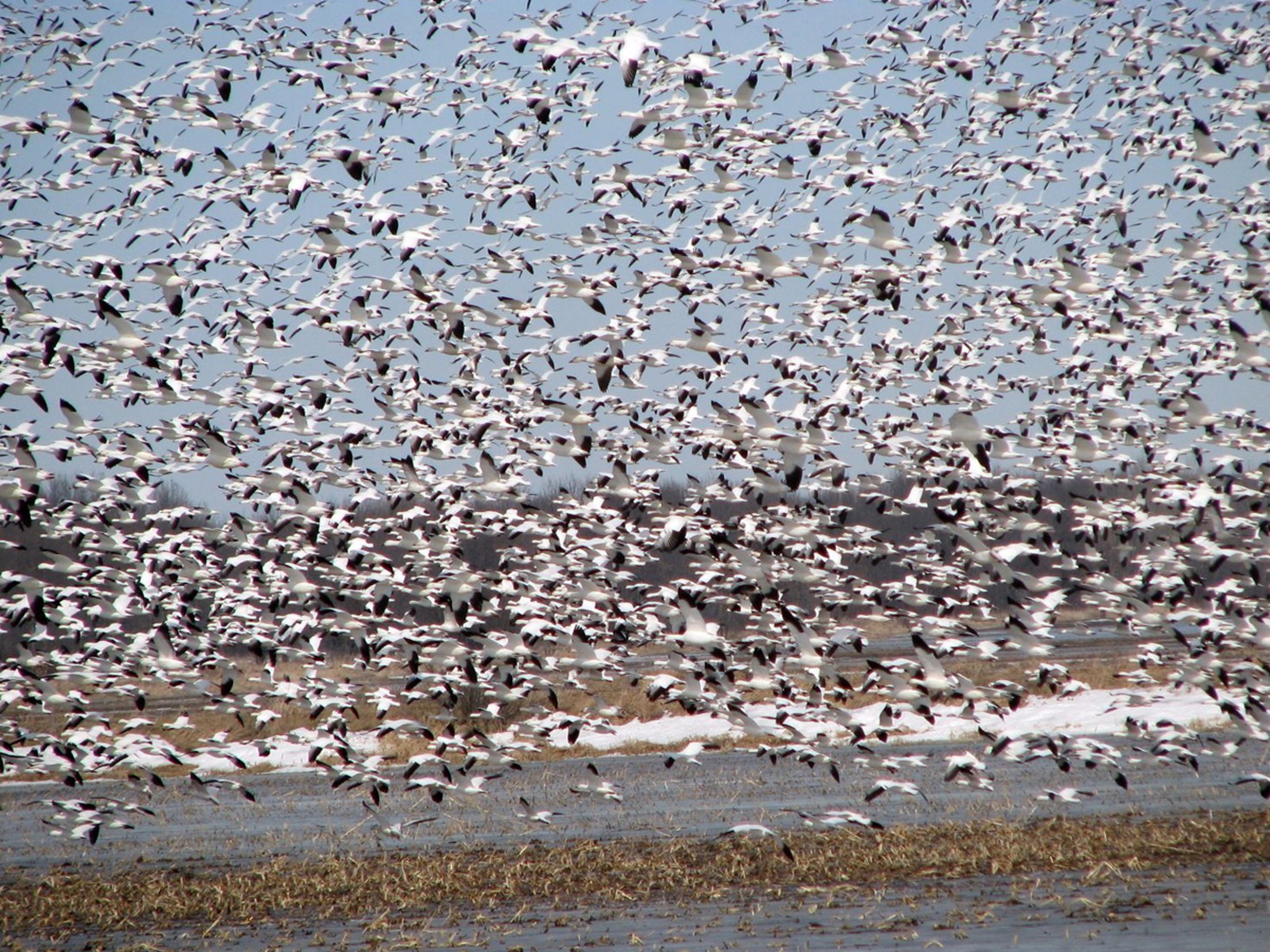 Halte du tunnel d'affût de la route Janelle (Site naturel) (Baiedu
