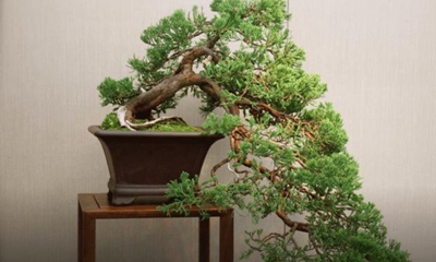 Exposition de Bonsaïs