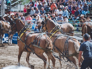 Festival du Cheval de Princeville