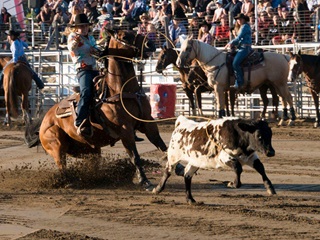 Festival du Boeuf d'Inverness
