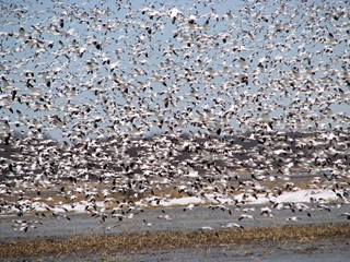 Municipalité de Baie-du-Febvre