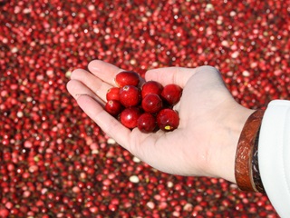 Municipalité de Saint-Louis-de-Blandford