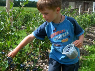 Les petits fruits d'Evélyne