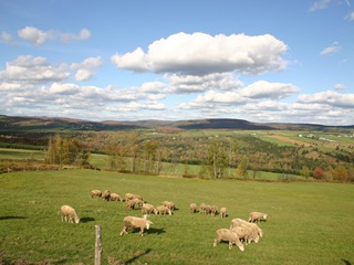 Municipalité de Saint-Rémi-de-Tingwick