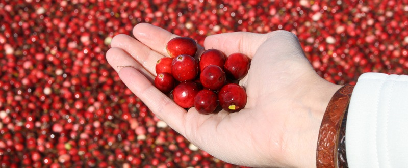 Saint-Louis-de-Blandford - Cranberries