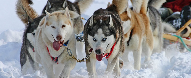 Randonnée Micklà - Malamutes