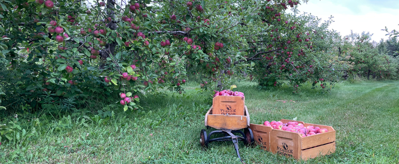 Fiche membre - Belpom 1