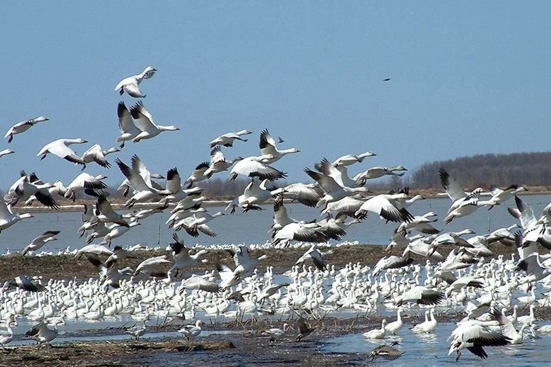 Halte du tunnel d'affût de la route Janelle (Site naturel) (Baiedu
