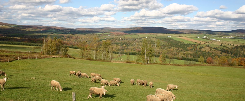 Saint-Rémi-de-Tingwick - Appalaches
