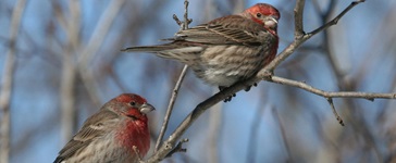 Centre-du-Quebec Region Bird-Watching Tour