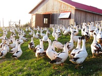 Le Verger Canard Goûteux