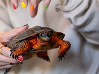 Musée de la Biodiversité du Québec