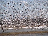 Municipalité de Baie-du-Febvre