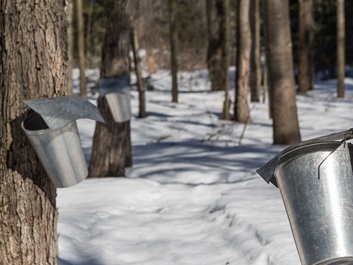 Cabanes à sucre - Récolte de l'eau d'érable