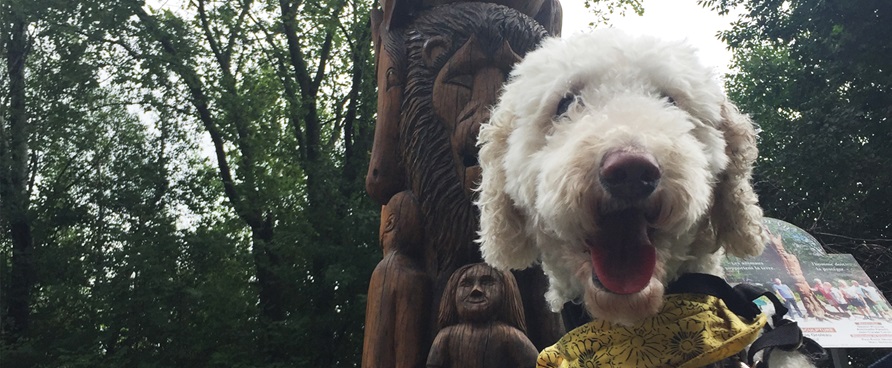 Une journée parfaite avec son chien au Centre-du-Québec