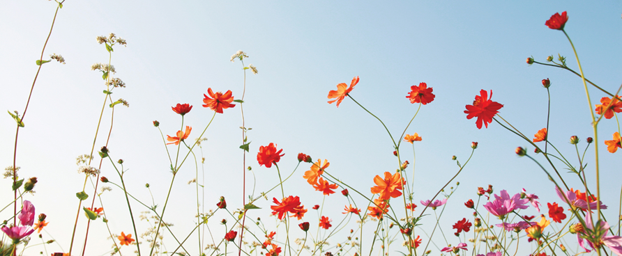 Le Centre-du-Québec en fleurs : 5 arrêts coups de cœur pour célébrer le printemps