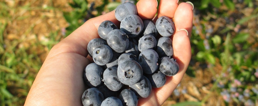 Tomber dans les bleuets, cueillette et autres recettes!