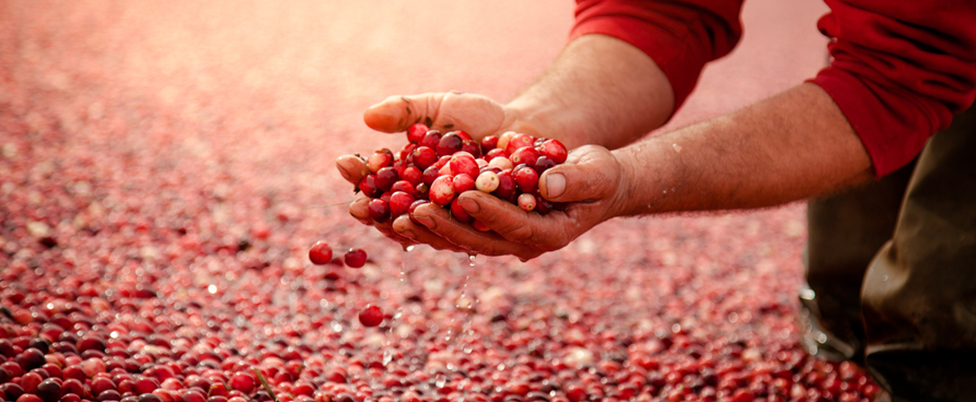 L’automne gourmand au Centre-du-Québec : couleurs, saveurs et découvertes