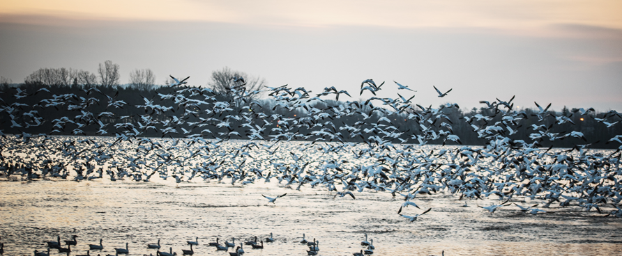 L'arrivée des oies des neiges au Centre-du-Québec