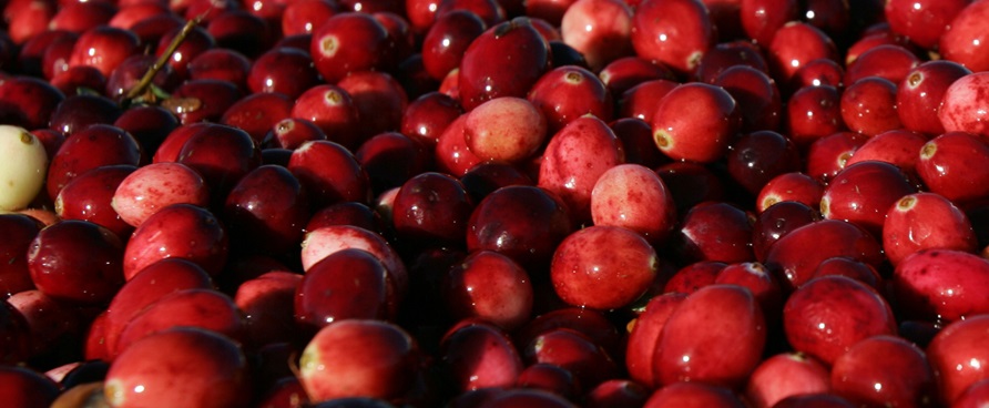 L’automne et ses merveilles!