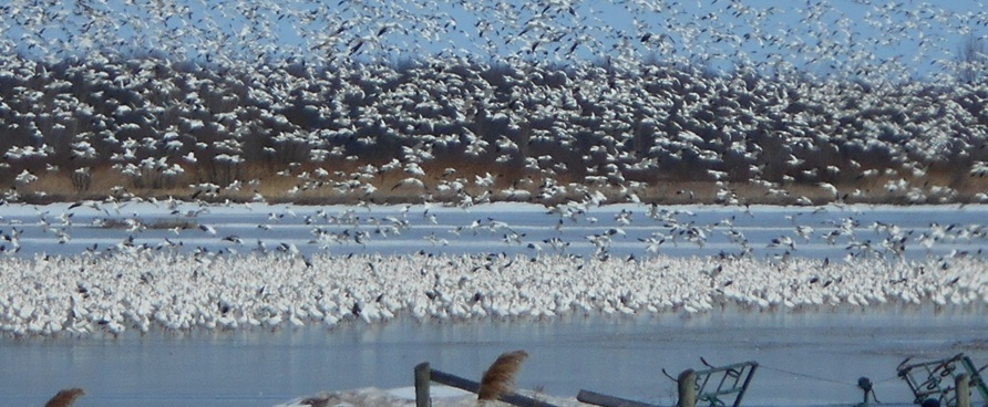 Où observer les oiseaux au Centre-du-Québec?