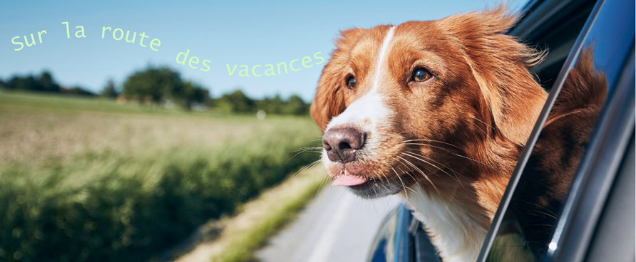 Escapade avec pitou au Centre-du-Québec