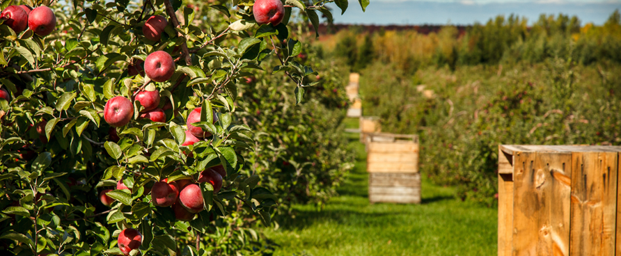 Vivez l’automne au Centre-du-Québec : pommes, couleurs et saveurs locales