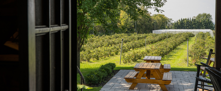 L’autocueillette de bleuets dans le Centre-du-Québec : 4 arrêts incontournables