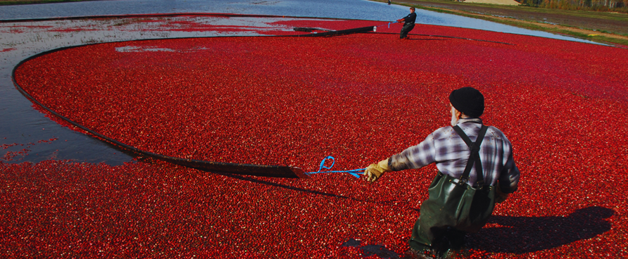 Octobre, le mois de la canneberge!