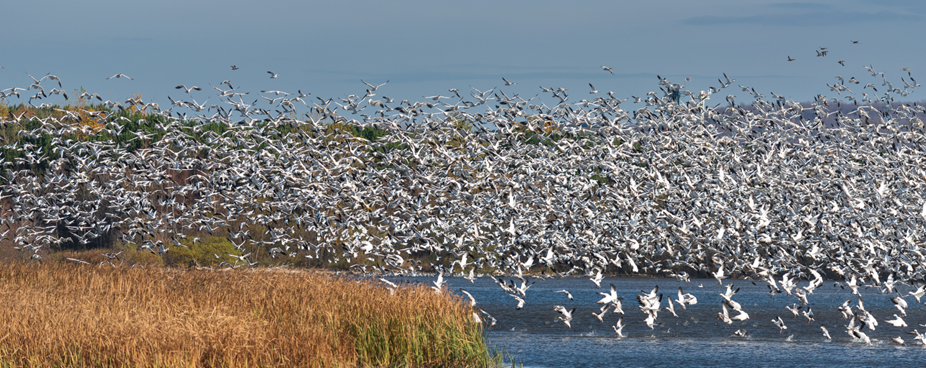 L'arrivée des oies des neiges au Centre-du-Québec