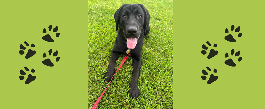 Journée d'été avec toutou