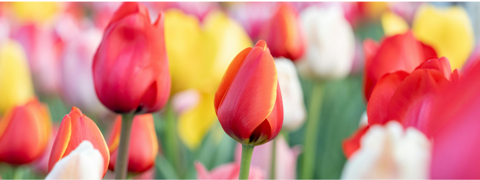 Où sortir en mai au Centre-du-Québec ?