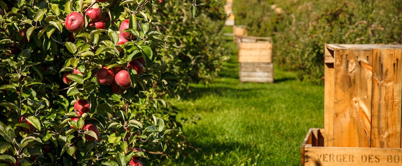 Verger des Bois-Francs - Caisses de pommes