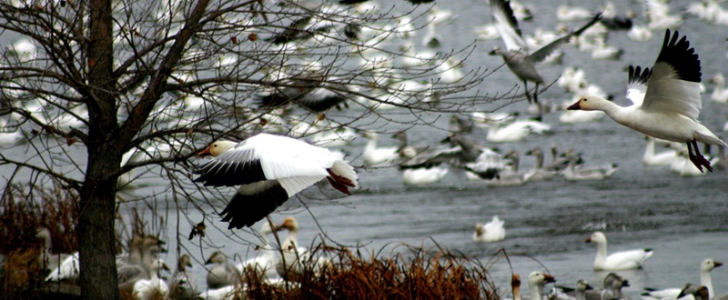 Victoriaville et ses oies event - Snow geese