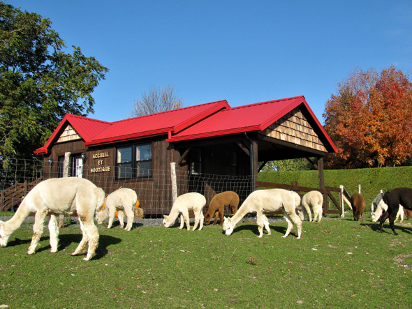 Alpagas à la ferme