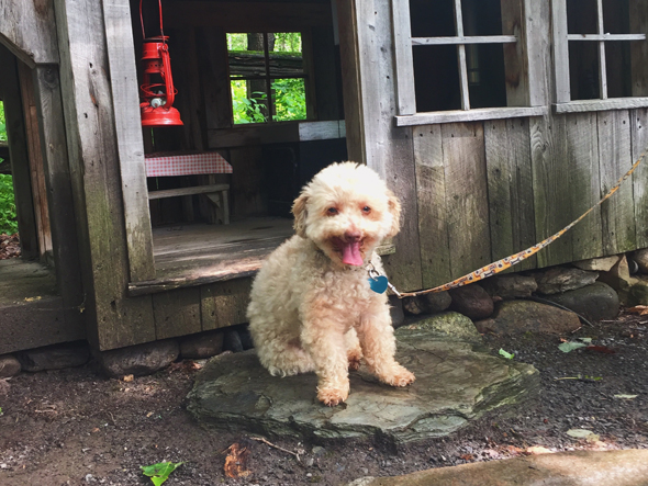 Cachou et la cabane