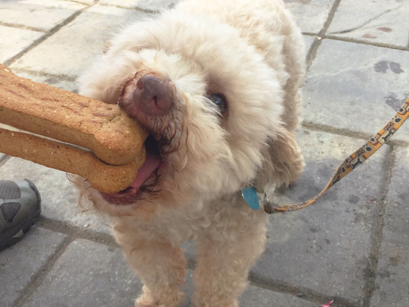 Gâterie pour chien