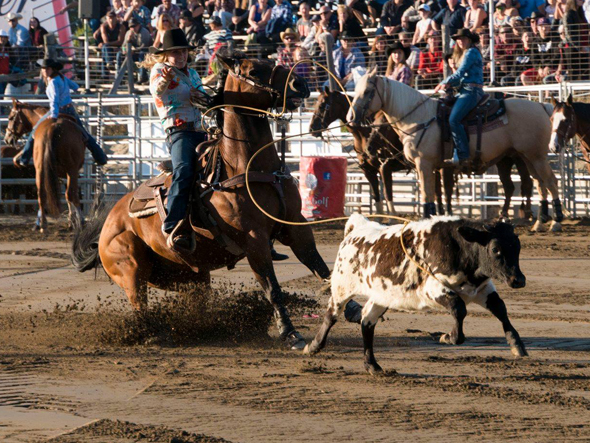 Festival du Boeuf d'Inverness