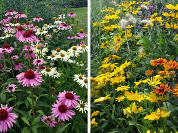 De l'été plein les yeux au Parc Marie-Victorin - Les fleurs
