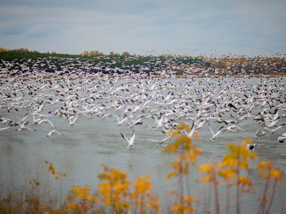 Oies en automne