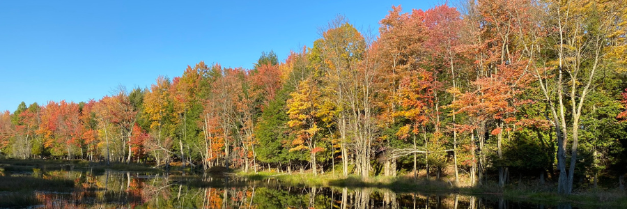 Blogue - Automne 2023 Drummondville - Forêt Drummond