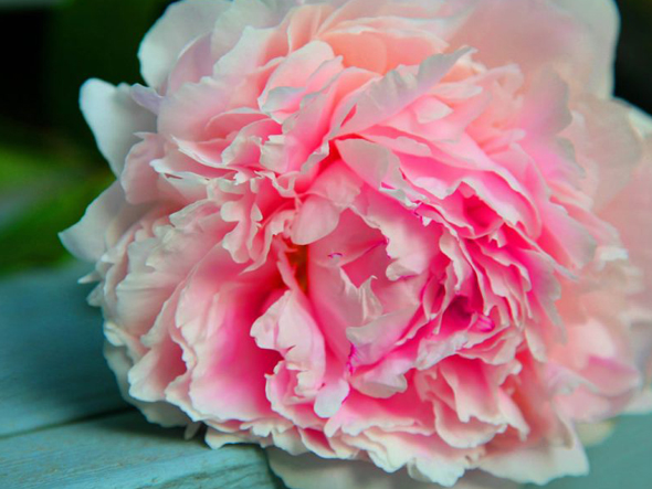Blogue - Pivoine rose
