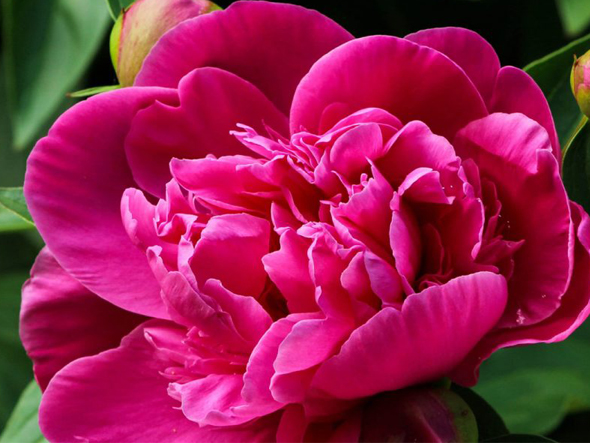 Blogue - Pivoine magenta