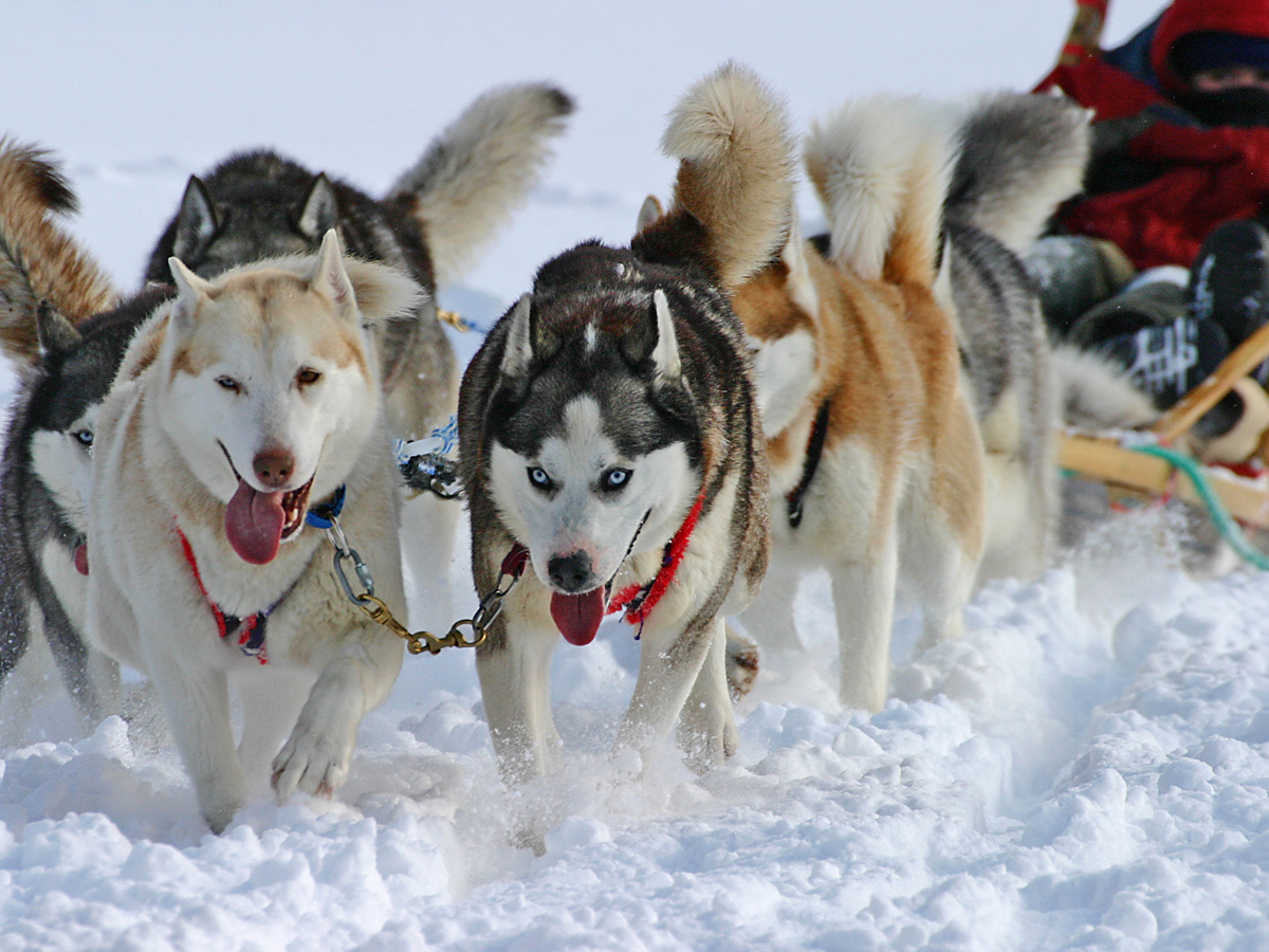 Randonnée Micklà - Chiens Malamute - Listing