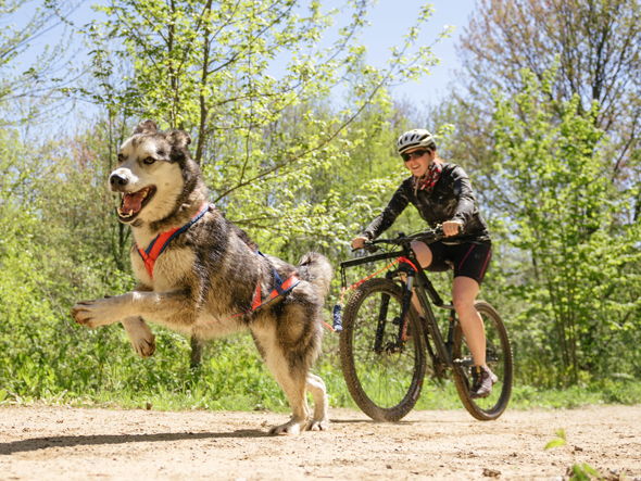 Blogue - Canicross - Spike et Christine Crédit photo - Christine Vaillancourt Morel - Bikejoring