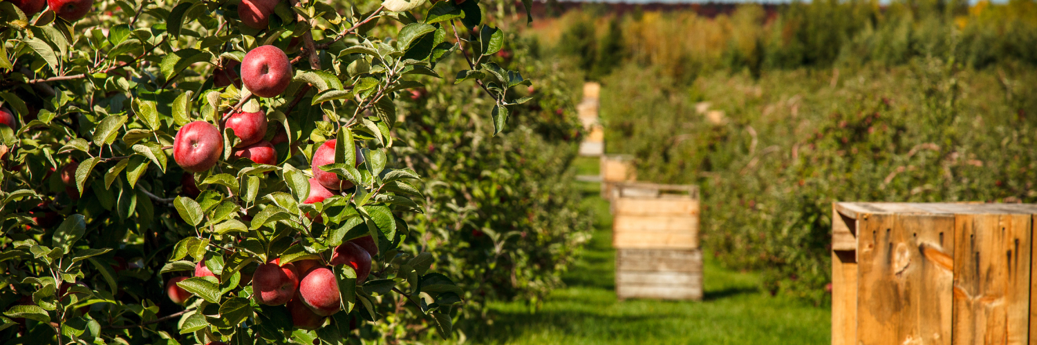 Blogue - Automne 2023 l'Érable - Pommes