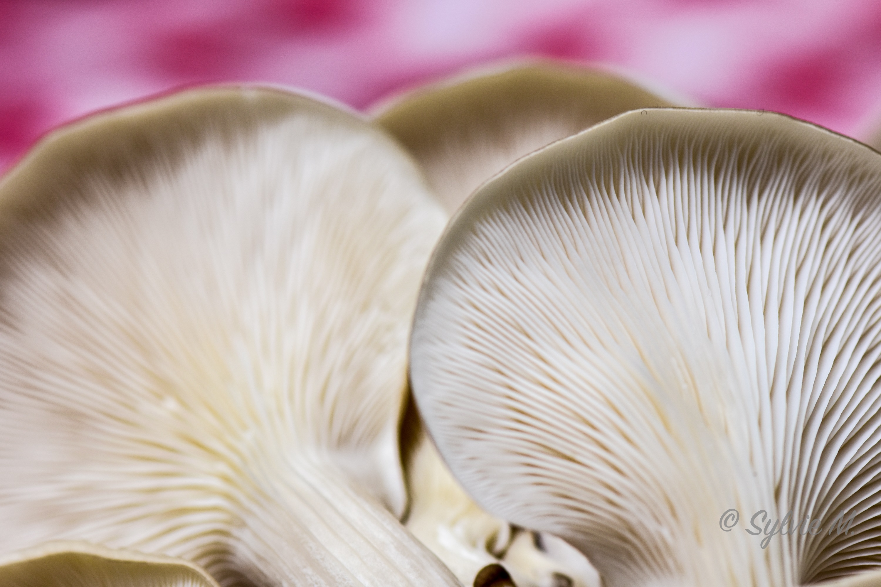 Blogue - Champignon champignon