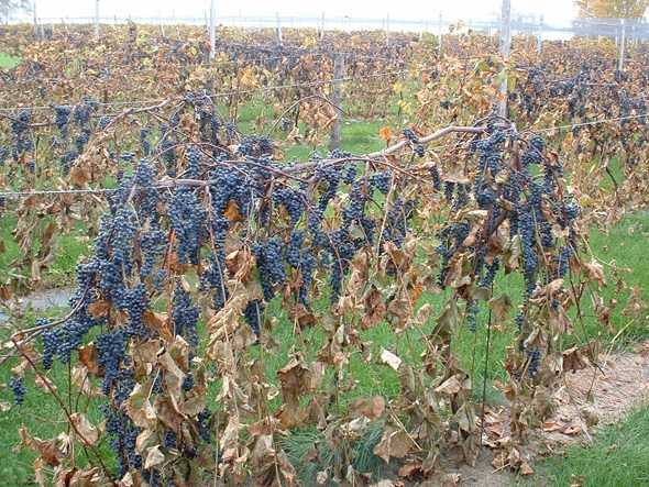 Riparia est le seul vignoble de la région à utiliser des vignes indigènes.